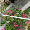 供应杜鹃花 西安苗圃直销杜鹃花 杜鹃花批发价格