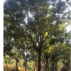 上海香樟，上海香樟树规格齐全，香樟园林风景树，货优价廉