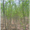 供应山西毛白杨 速生杨 红叶杨 新疆杨
