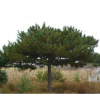 供应山西油松 营养钵50公分油松小苗 1-2-3米油松工程树 油松基地 油松价格