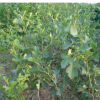 供应优质成品山楂苗 大金星山楂苗 大五棱山楂苗 歪把红山楂苗 山西山楂苗基地 山楂苗价格
