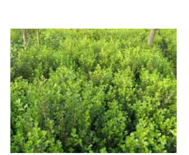 朝鲜黄杨小苗