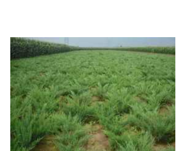 沙地柏小苗批发