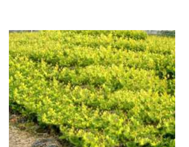 金叶莸栽培基地