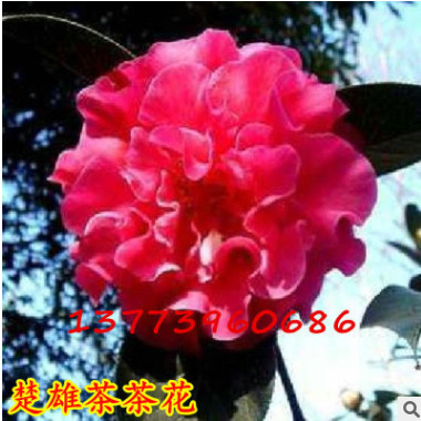 中国传统名花 世界名花之一茶花苗 楚雄茶 盆栽山茶花苗 扦插苗