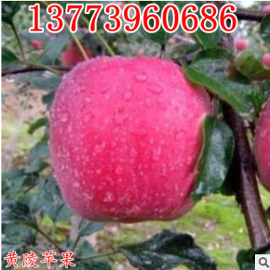 矮化盆栽苹果树苗红富士盆栽果树苗南方北方种植水果树苗当年结果