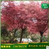 厂家直销 中国红枫 红枫树 红枫观赏树 价格从优 基地直发