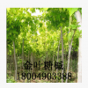 金叶糖槭 金叶复叶槭 糖槭树唐槭树塘槭苗木树苗