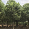 乔木-供应胸径15-20公分全冠香樟树 25-55公分的骨架移栽香樟树