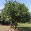 香泡 香橼 丛生香柚庭院景观 工程柚子树 产地直供量大价优