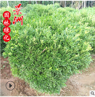 冠50-1.5米雀舌黄杨球 直销园林观赏风景树湿地绿化植物常绿植物