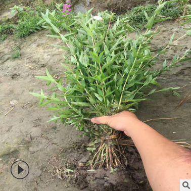 园林种苗千屈菜 千屈菜价格 水生植物基地千屈菜 再力花批发