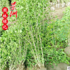 木槿 园林观赏植物木槿小苗规格全乔木科风景树