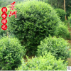 小叶女贞球 灌木园林植物 常绿性植物量大从优女贞球