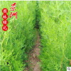 柏树苗 0.5-1.2米侧柏苗学校绿化马路绿篱园林观赏植物柏树苗批