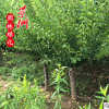 红梅树苗造型盆景嫁接苗 庭院室内盆栽