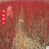 红瑞木 基地直销红瑞木 常青藤苗 绿化园林基地种苗木