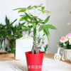 批发绿植盆栽 发财树室内盆栽 四季常青吸甲醛绿色环保植物