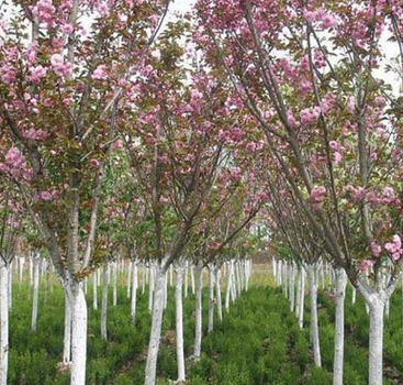 基地直售绿化工程用红叶樱花 品质好价格优 易管理 红叶樱花树