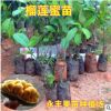 果苗 榴莲蜜苗 马来西亚引进 榴莲味的菠萝蜜 南方种植