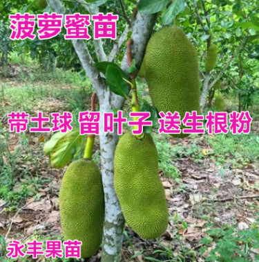 果苗 菠萝蜜苗 马来西亚1号菠萝蜜苗 正品嫁接