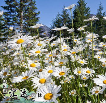 产地直销春白菊种子花草种子 白菊种子出芽率高 园林绿化种子