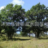 热销供应蒙古栎 独杆蒙古栎 山东蒙古栎 欢迎订购