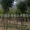 长期供应移栽丛生朴树 丛生朴树小苗 量大从优