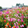 多年生野花组合花种子批发 草坪花卉盆栽 景观花种子四季种草花籽