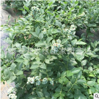 布里吉塔组培蓝莓苗 组培蓝莓苗的有点 五年地栽蓝莓苗价格