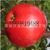 供应红肉苹果苗 红肉苹果树苗哪里有 红肉苹果苗价格