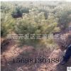 山东出售白皮松 专业白皮松种植基地 占地白皮松价格量大优惠*