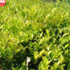 中国郴州盛开易成活易种植小毛球