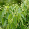 中国郴州盛开易成活易种植香樟