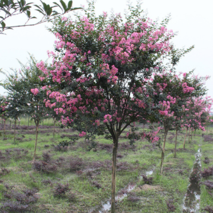 湖南郴州 盛开 紫薇树
