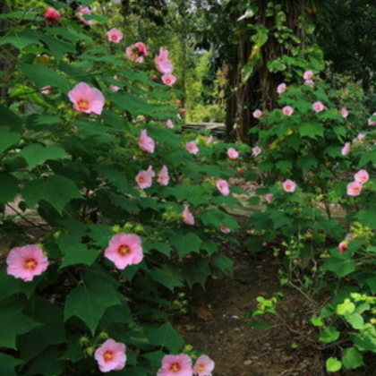 湖南郴州 盛开 木芙蓉