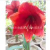 批发荷兰朱顶红种球 朱顶红大球 球根花卉