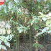 中国郴州清江花卉易成活易种植香樟树