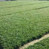 中国郴州清江花卉易成活好养殖玉龙草