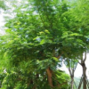 美丽凤凰木，凤凰木袋苗各种规格树形优美，基地直销，园林绿化