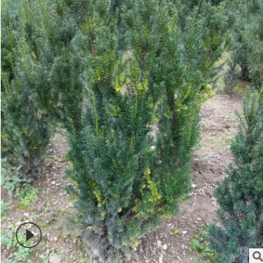美国曼地亚品种苗红豆杉 耐寒耐寒的红豆杉小苗 大量出售价格合理