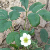 甜宝草莓秒大量出售 甜宝草莓苗基地 甜宝草莓苗产量 欢迎选购