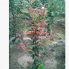 出售北美海棠接穗 接芽 红丽 绚丽 品种多 纯正 采穗圃
