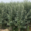 基地的供应易成活三年生新烟富111苹果苗 带枝2公分矮化M26苹果苗