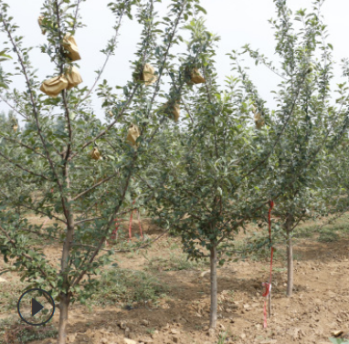 基地直销1-6公分苹果树 现挖现卖成活率高 苹果树价格 优惠