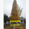 广西 桂林 全州 银杏树 绿化 质量保证 基地