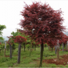 供应国产优质红枫彩色绿化乔木树种--绿化苗木