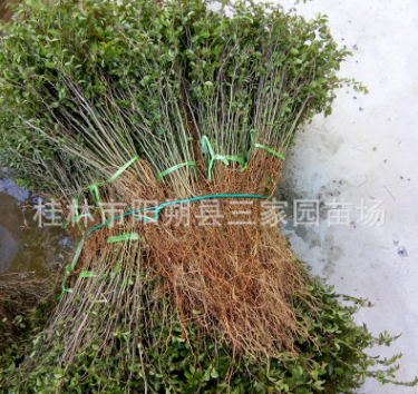 广西优质马甲子苗铁篱笆树苗鸟不站树苗围果园专用刺苗图2