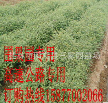 广西优质马甲子苗铁篱笆树苗鸟不站树苗围果园专用刺苗图1