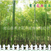 基地直销 优质 工程用乔木 香樟树苗 香樟 木苗 批发